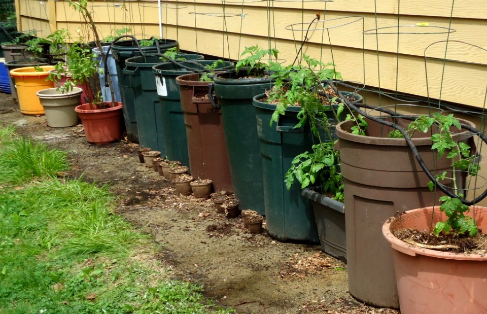 Tomato plants growing in garbage barrels alongside house