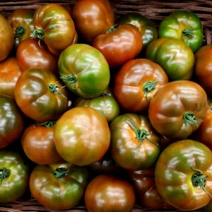 Tomate Ibérico 2017 A1