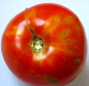 Tomato with Tomato Spotted Wilt Virus photo
