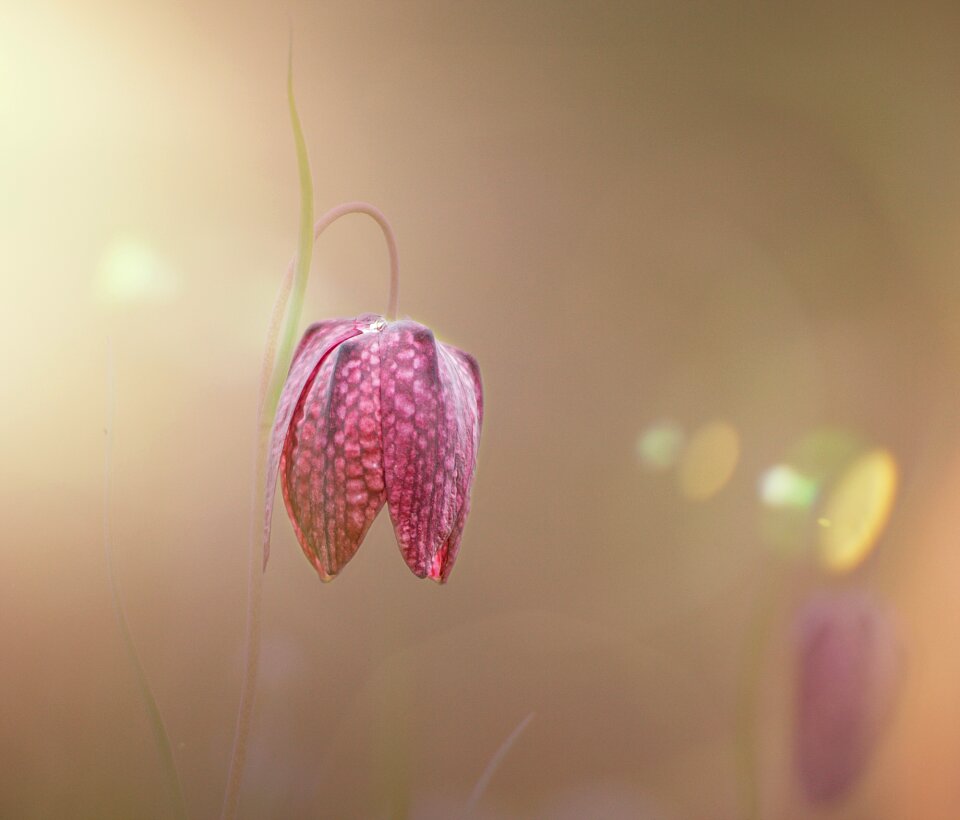 Close up fritillaria meleagris flowers