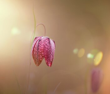 Close up fritillaria meleagris flowers photo