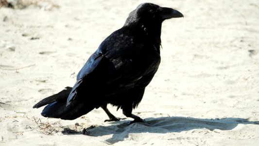 Tofino.Corvus.corax.principalis.P1034038
