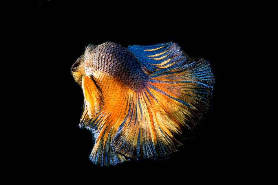 Battle fish thailand flick