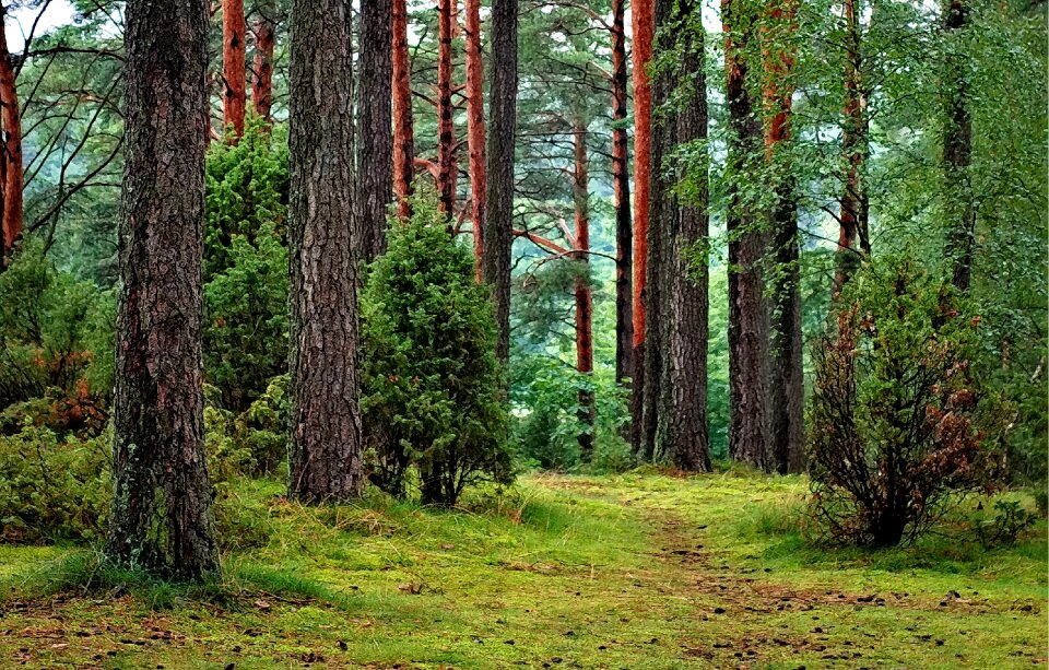 Tourism nature tree