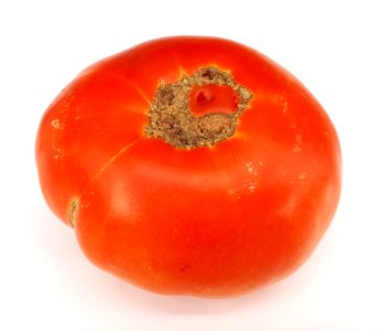 Tomato scab 2017 A