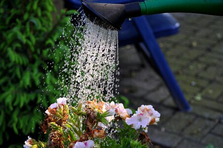 Casting water flowers gardening photo