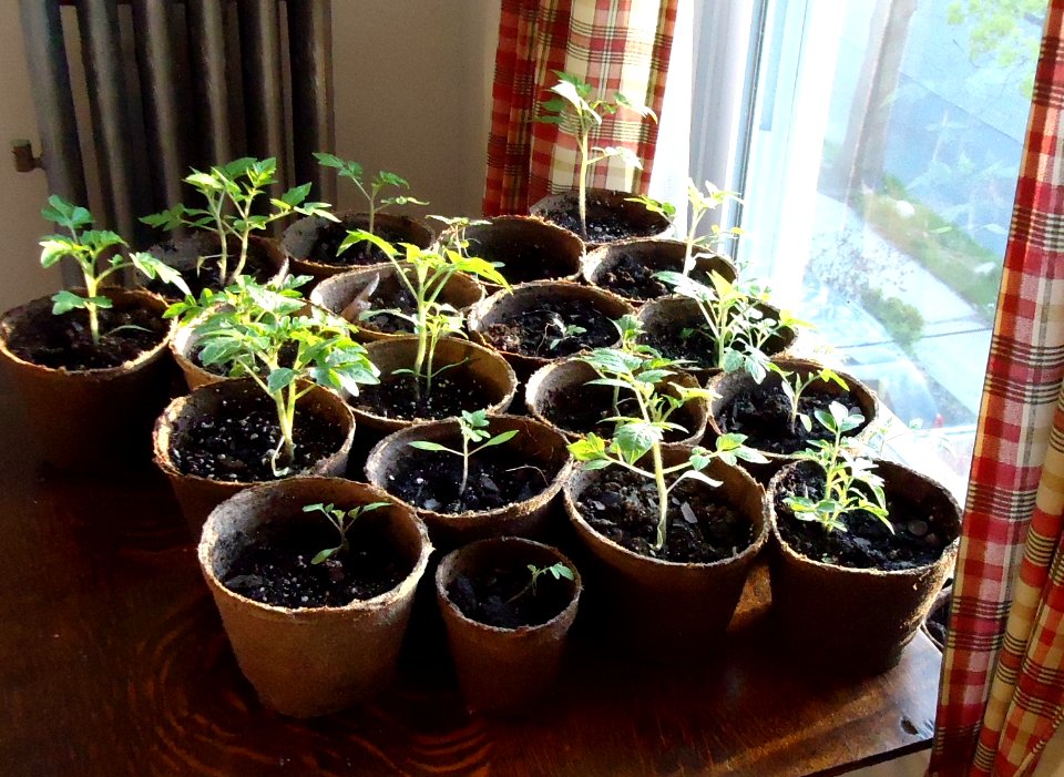 Tomato plants grown from seeds near window