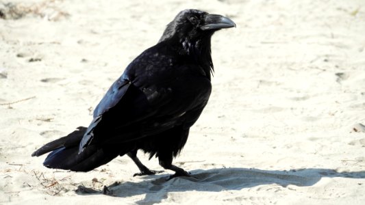 Tofino.Corvus.corax.principalis.P1034037