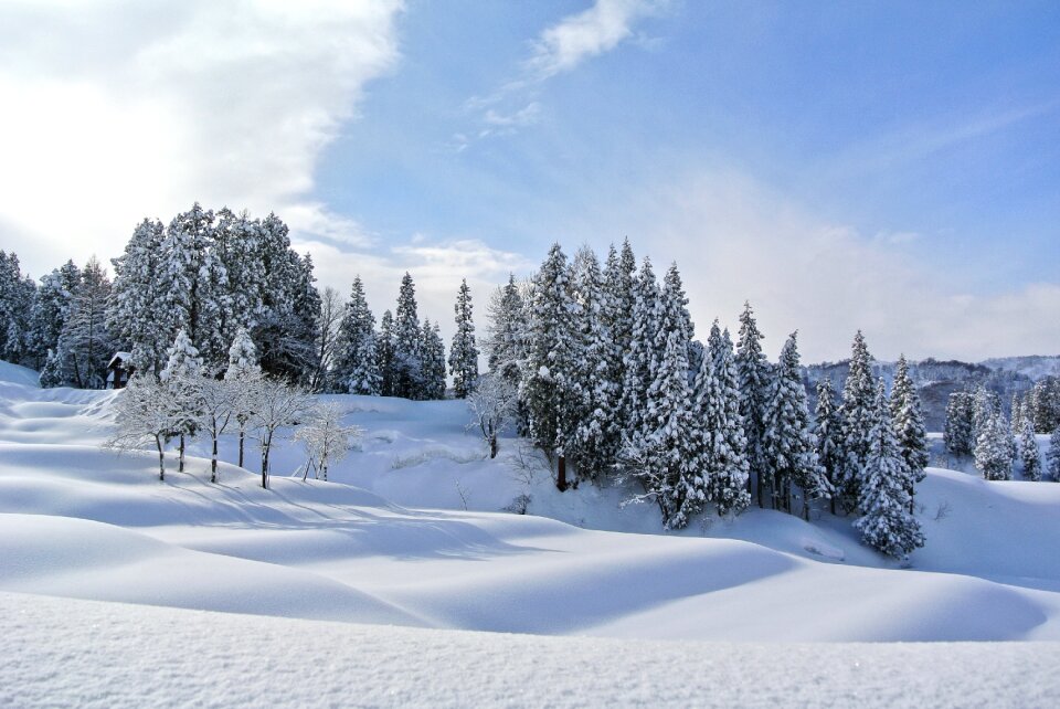 Landscape evergreen frost