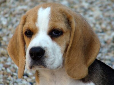 Dog domestic animal look