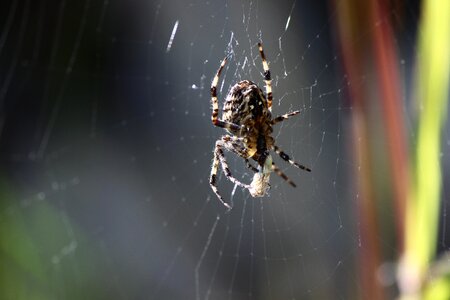 Cobweb nature fear