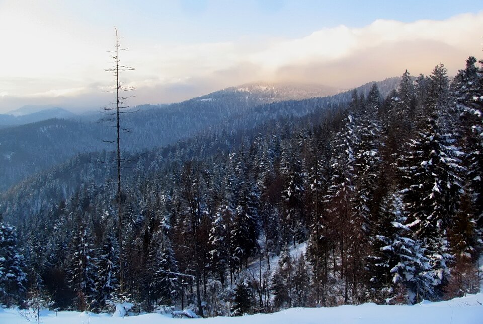Poland forest winter