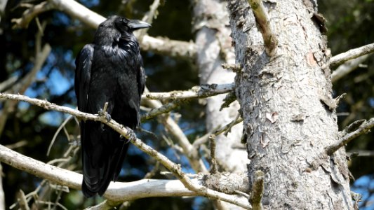 Tofino.Corvus.corax.principalis.P1034040 photo