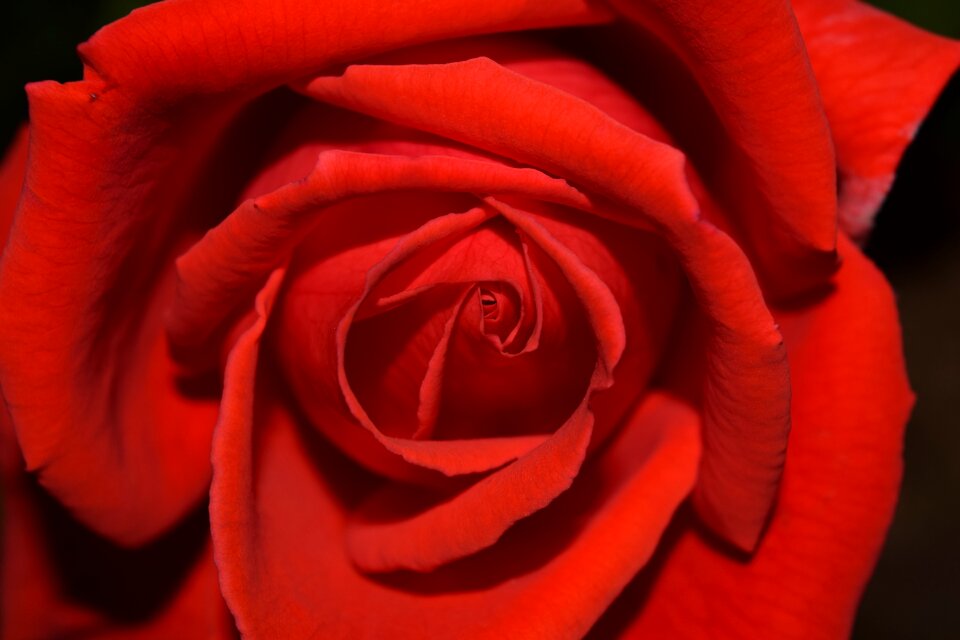 Bloom close up petals