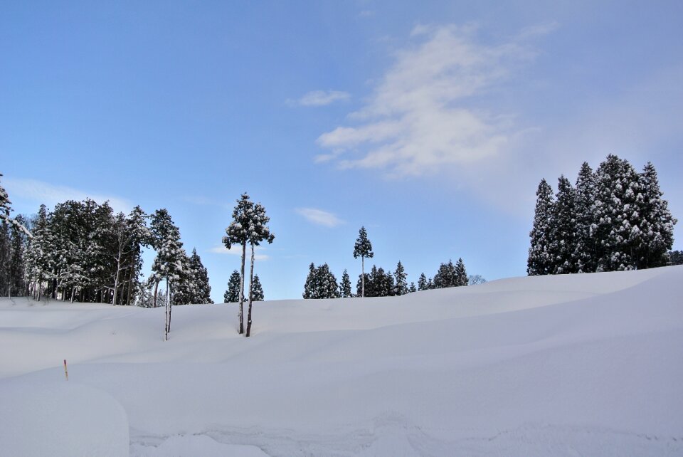 Landscape evergreen frost