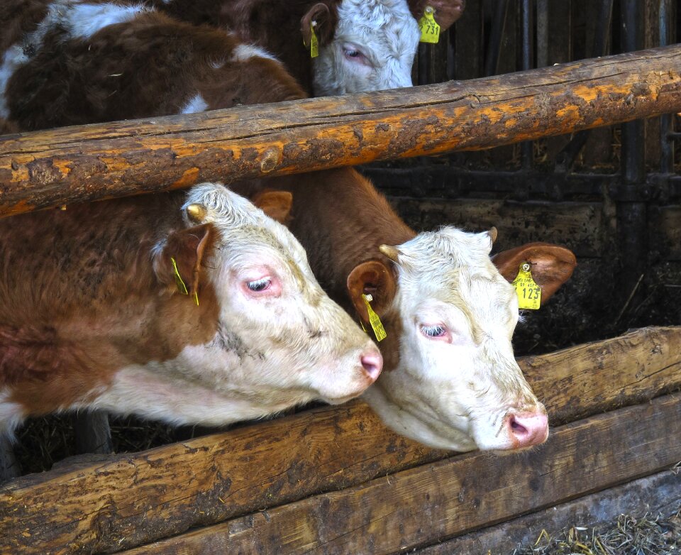 Cows front woods domestic cattle