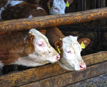 Cows front woods domestic cattle