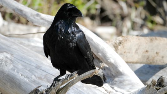 Tofino.Corvus.corax.principalis.P1034049 photo