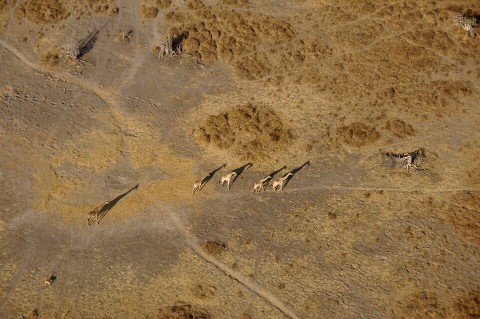 Giraffes okavango flight