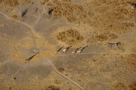 Giraffes okavango flight