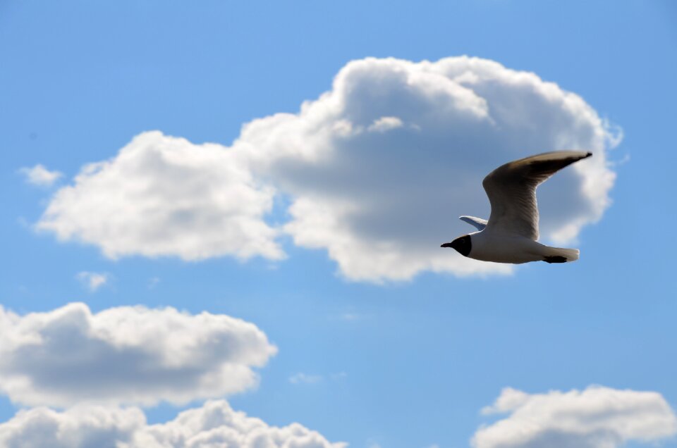 Gull himmel skellefteå
