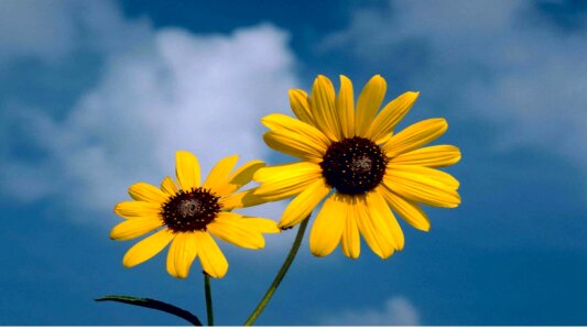 Helianthus sun nature