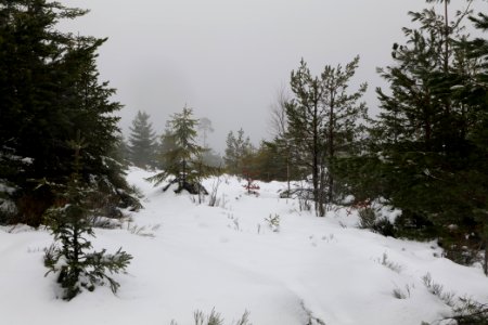 Top of Badener Höhe with snow 2020-03-10 30