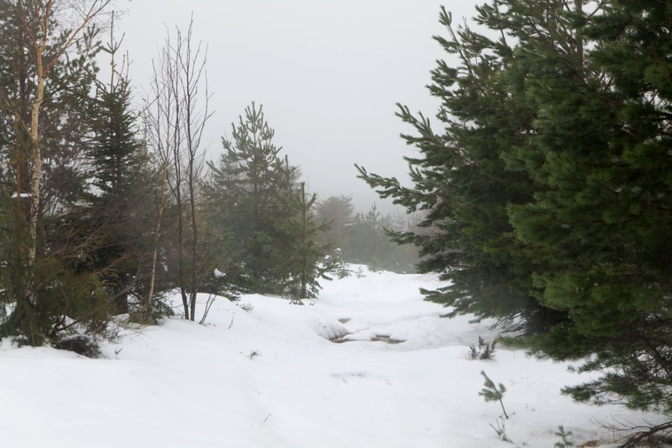 Top of Badener Höhe with snow 2020-03-10 20