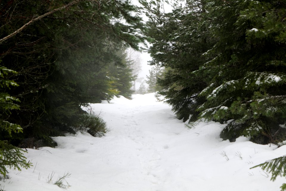 Top of Badener Höhe with snow 2020-03-10 35