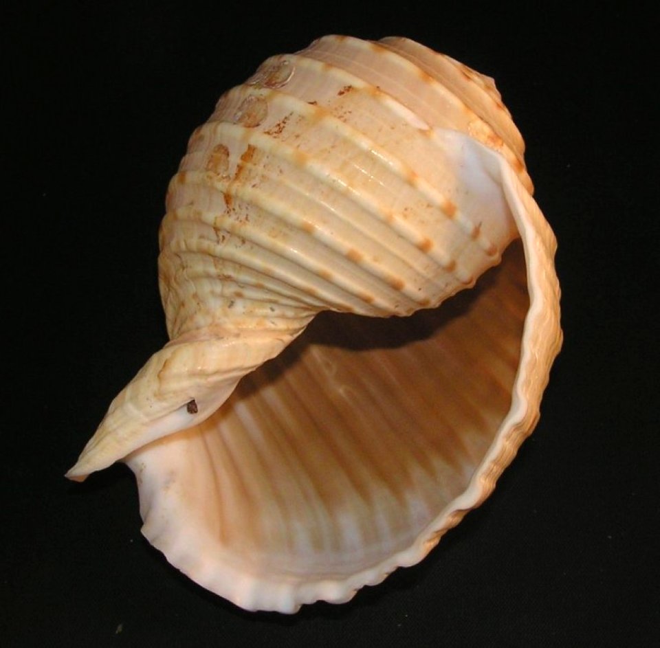 Tonna dolium (Linnaeus, 1758) - BioLib.cz (2)