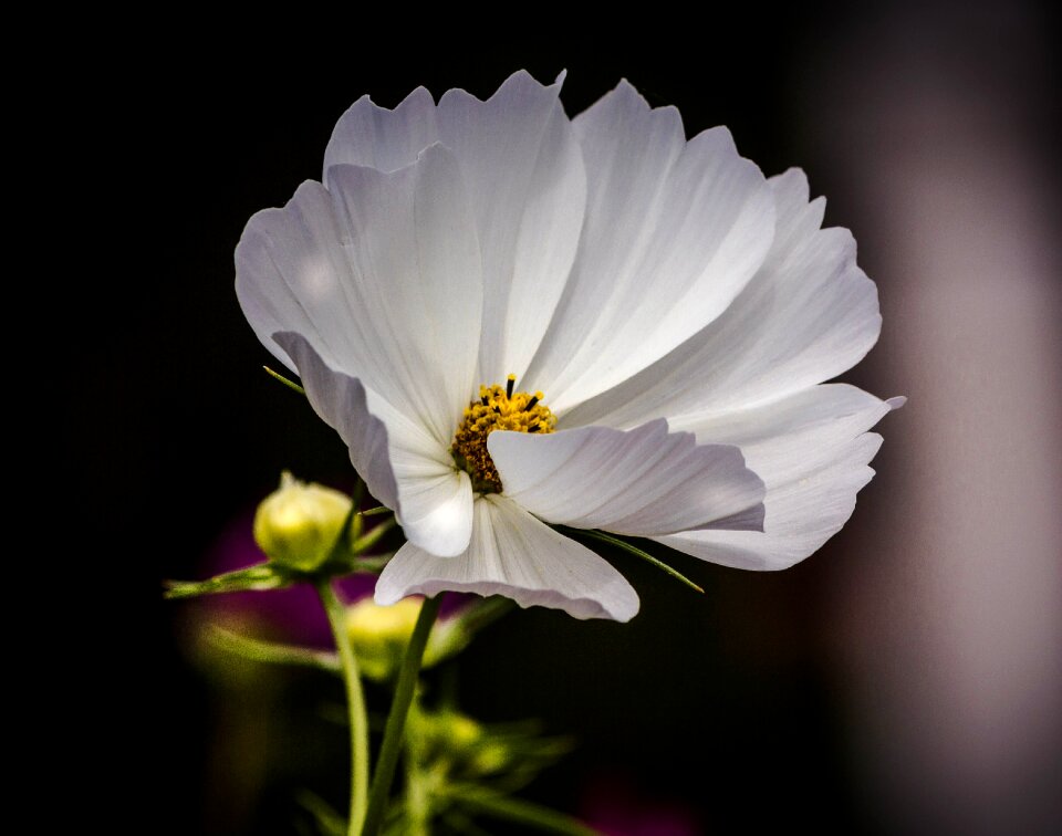 Cosmea cosmos perennial wildflower