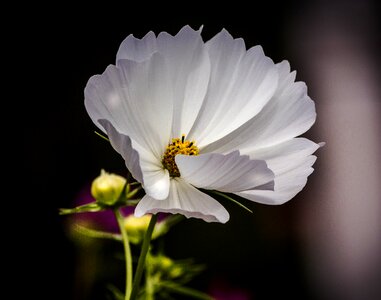 Cosmea cosmos perennial wildflower