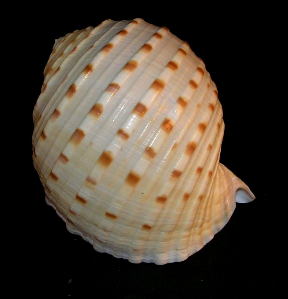 Tonna dolium (Linnaeus, 1758) - BioLib.cz (1)