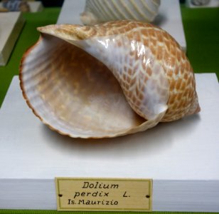 Tonna perdix (Dolium perdix) - Museo Civico di Storia Naturale Giacomo Doria - Genoa, Italy - DSC03245