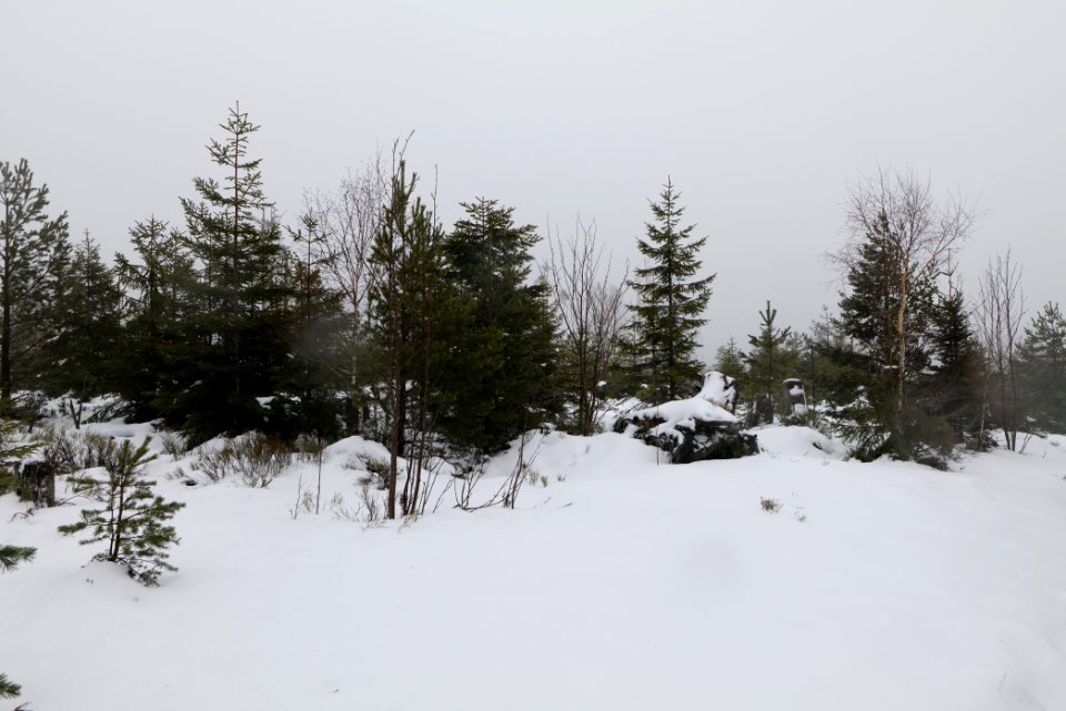 Top of Badener Höhe with snow 2020-03-10 17