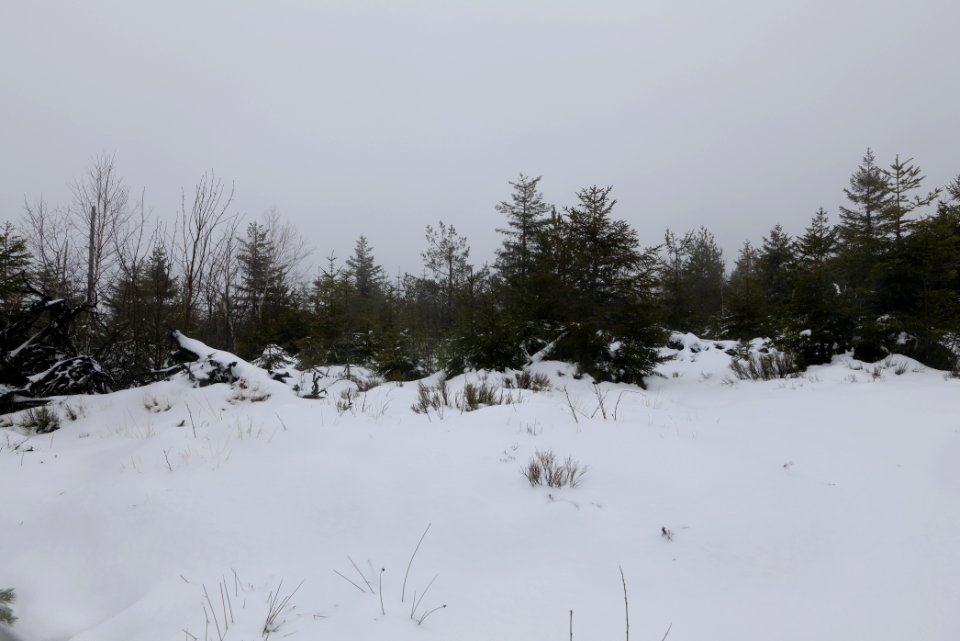 Top of Badener Höhe with snow 2020-03-10 01