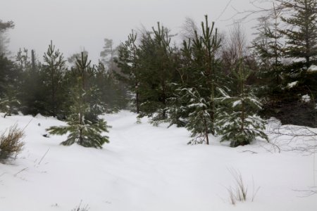 Top of Badener Höhe with snow 2020-03-10 13