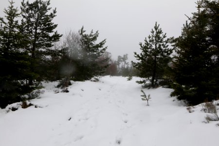 Top of Badener Höhe with snow 2020-03-10 29
