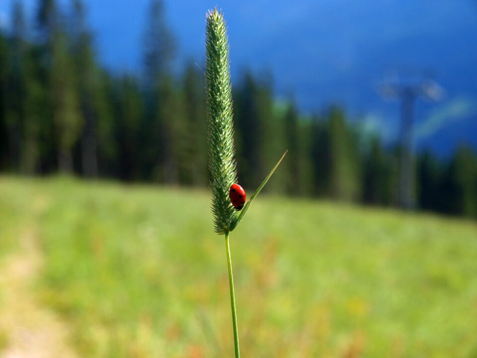 Lady beetle insect nature