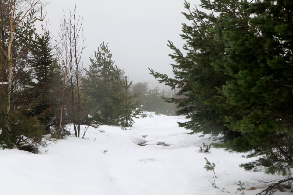 Top of Badener Höhe with snow 2020-03-10 19