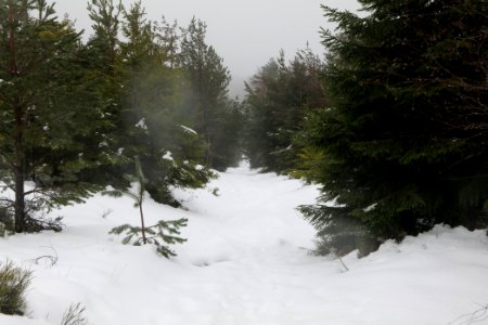 Top of Badener Höhe with snow 2020-03-10 28