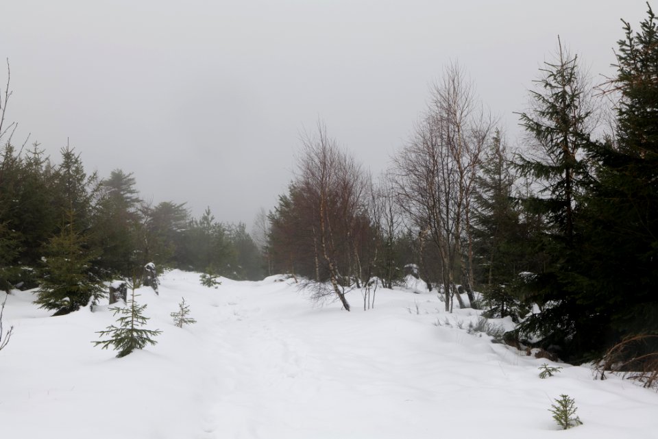 Top of Badener Höhe with snow 2020-03-10 25
