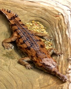 Tomistoma schlegelii false gharial LA zoo 01 photo