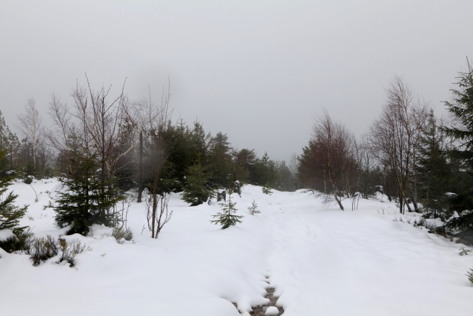 Top of Badener Höhe with snow 2020-03-10 24