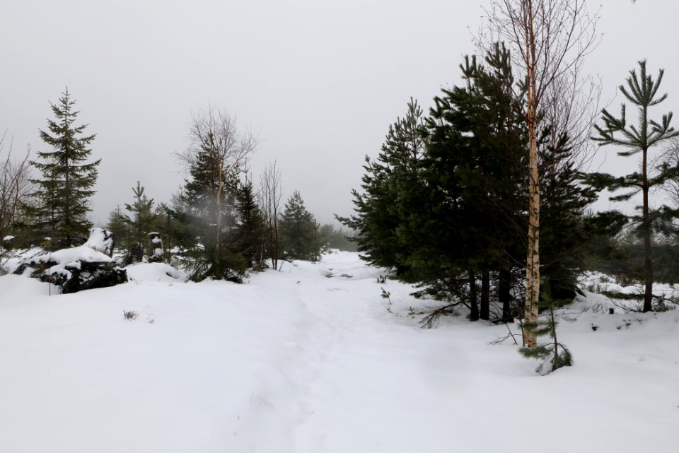 Top of Badener Höhe with snow 2020-03-10 18