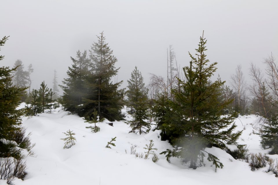 Top of Badener Höhe with snow 2020-03-10 23