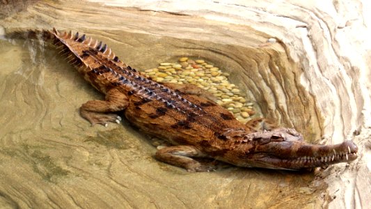 Tomistoma schlegelii false gharial LA zoo 03 photo