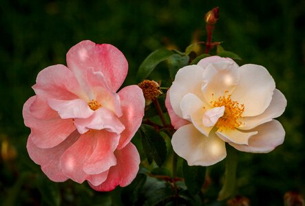 Fall roses blossom bloom