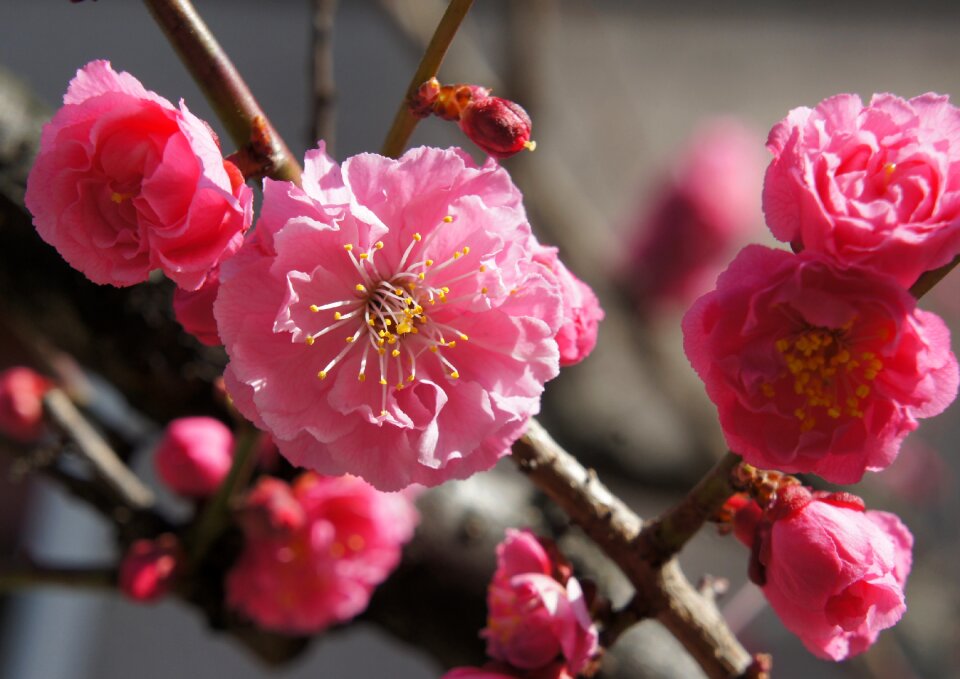 Flowers spring spring flowers