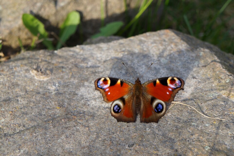 Nature colorful close up